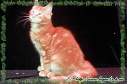 продаются котята мейн куна мейнкуна