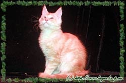 продаются котята мейн куна мейнкуна