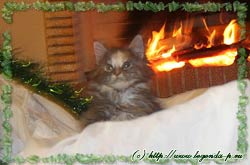 продаются котята мейн куна мейнкуна