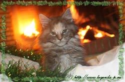 продаются котята мейн куна мейнкуна