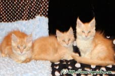 котята мейн кун продаются